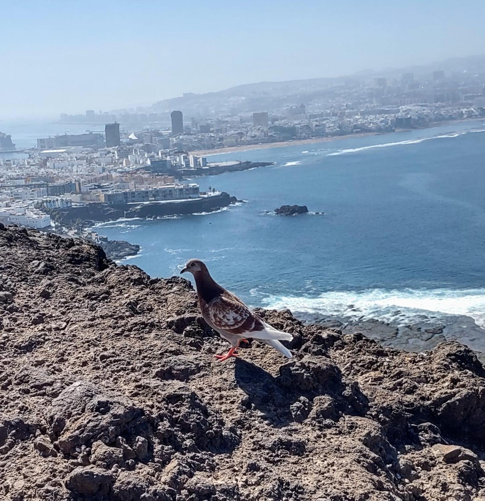 Bkd1 - Apartamento Entero A 50 Metros Playa De Las Canteras Las Palmas de Gran Canaria Kültér fotó